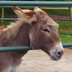 Tamar Valley Donkey Park