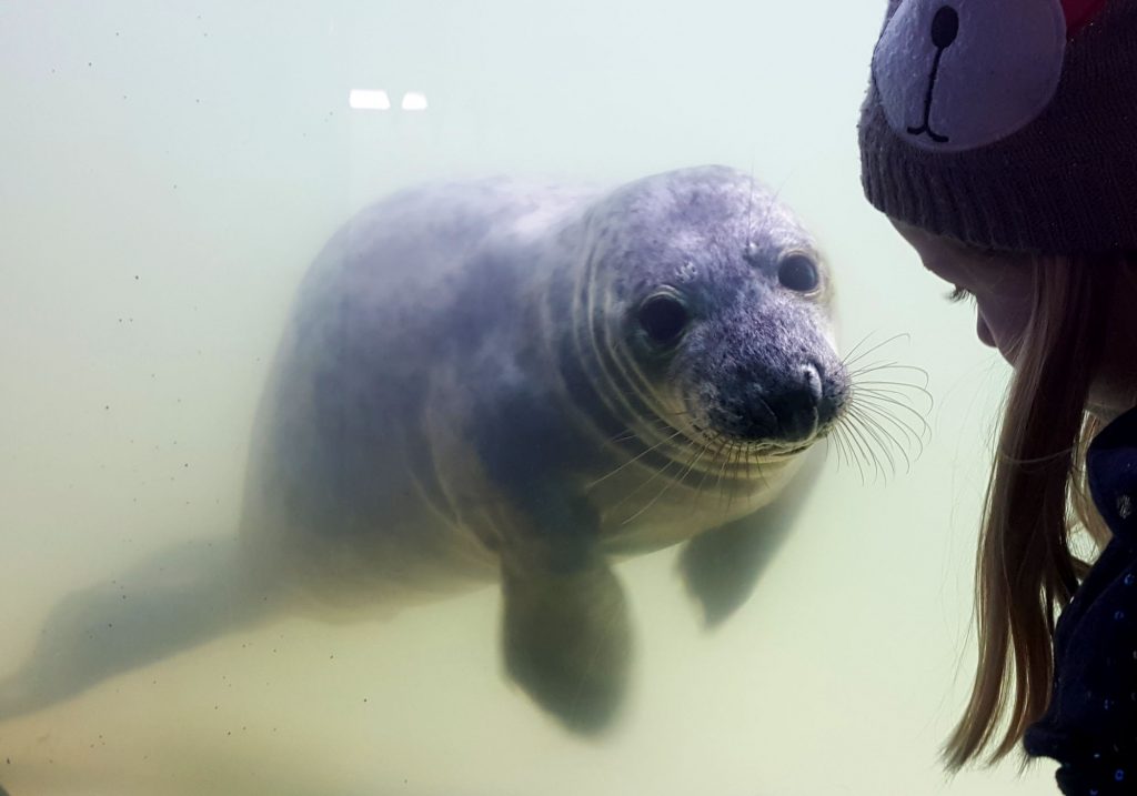 John the seal, rescued Christmas Day